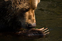 Kodiak / Alaskan brown bear (Ursus arctos middendorffi) head portrait in water, holding its paw aloft, captive.
