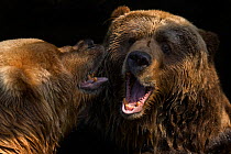 RF- Two Kodiak / Alaskan brown bears (Ursus arctos middendorffi) fighting, captive. (This image may be licensed either as rights managed or royalty free.)