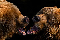Two Kodiak / Alaskan brown bears (Ursus arctos middendorffi) close up, fighting, captive.
