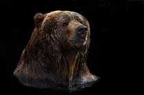 Two Kodiak / Alaskan brown bears (Ursus arctos middendorffi) head portrait swimming, with head above the surface of the water, captive.