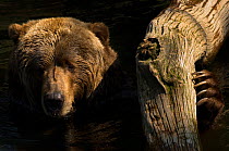 Two Kodiak / Alaskan brown bears (Ursus arctos middendorffi) head portrait in water, with paw resting against tree limb, captive.