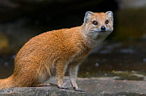 Yellow mongoose (Cynictis penicillata) sitting on rock, captive.