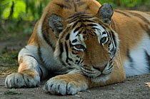 Siberian tiger (Panthera tigris altaica) head portrait, lying down with head resting on paws, captive.