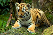 RF- Siberian tiger (Panthera tigris altaica) young cub, lying down, looking away, captive. (This image may be licensed either as rights managed or royalty free.)