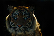 Sumatran tiger (Panthera tigris sumatrae) brooding head portrait, in semi darkness, captive.