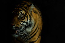 Sumatran tiger (Panthera tigris sumatrae) brooding head portrait, in semi darkness, with ears back, and mouth open in threatening snarl, captive.