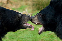 Asiatic black / Moon bear (Ursus thibetanus) aggressive behaviour displayed  between two individuals, captive; Isselburg zoo; Germany.