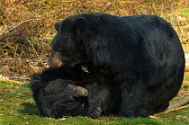 Two Asiatic black / Moon bears (Ursus thibetanus) rolling on the ground playing fighting together, captive; Isselburg zoo; Germany.