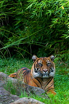 Sumatran tiger (Panthera tigris sumatrae) lying down in green vegetation, with bamboo growing behind, captive.