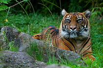 Sumatran tiger (Panthera tigris sumatrae) lying down in green vegetation, captive.