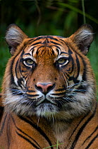 Sumatran tiger (Panthera tigris sumatrae) head portrait, captive.