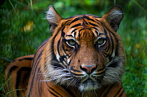 Sumatran tiger (Panthera tigris sumatrae) head portrait, captive.