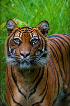 Sumatran tiger (Panthera tigris sumatrae) head portrait, standing, captive.