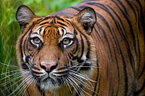 Sumatran tiger (Panthera tigris sumatrae) head portrait, with head lowered and looking intently past the camera, captive.