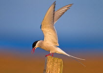 Arctic Tern (Sterna paradisaea) portrait perched on post with wings held aloft, Iceland. June