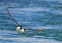 Barrows Goldeneye (Bucephala islandica) male taking off from river, Iceland, May