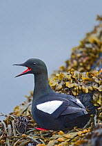 Black Guillemot (Cepphus grylle)  calling, sitting on seaweed covered rocks. Iceland, June