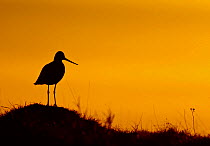 Black-tailed godwit (Limosa limosa) silhouetted at sunset. Iceland, May