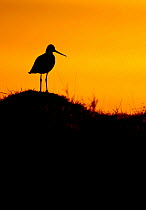 Black-tailed godwit (Limosa limosa) silhouetted at sunset. Iceland, May