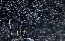 Swarm of Midges (Chironomidae) flying around grass stems. Lake Myvatn, Iceland. June