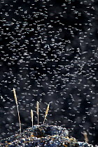 Swarm of Midges (Chironomidae) flying around grass stems. Lake Myvatn, Iceland. June