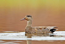 Gadwall (Anas strepera) portrait of drake on water. Iceland, May