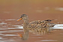 Gadwall (Anas strepera) portrait of female on water, with reflections, Iceland, May