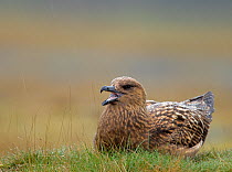 Great Skua (Stercorarius skua) sitting on grass with beak open in rain. Iceland, May