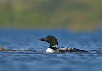Great Northern Diver (Gavia immer) on water, in  summer plumage. Iceland, June