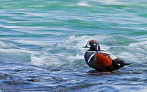 Harlequin duck (Histrionicus histrionicus) male standing in rapids, Iceland, May