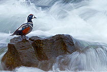 Harlequin duck (Histrionicus histrionicus) male standing on exposed rock in rapids, Iceland, May