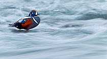 Harlequin duck (Histrionicus histrionicus) male standing in rapids, Iceland, May