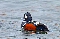Harlequin duck ( Histrionicus histrionicus ) male swimming on river. Iceland, May