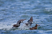 Two male Harlequin ducks (Histrionicus histrionicus) fighting over a female on river. Iceland, May
