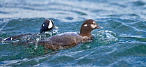Harlequin duck (Histrionicus histrionicus) male swimming after female on river. Iceland, May