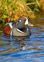 Harlequin duck (Histrionicus histrionicus) portrait of male swimming on river. Iceland, May