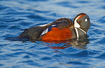 Harlequin duck (Histrionicus histrionicus) male preening on river. Iceland, May