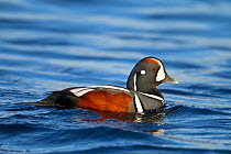 Harlequin duck (Histrionicus histrionicus) portrait of male on river. Iceland, May