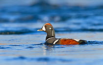 Harlequin duck (Histrionicus histrionicus) portrait of male on river. Iceland, May