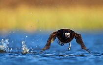 Long-tailed duck (Clangula hyemalis) male in summer plumage, taking off from river, Iceland, May