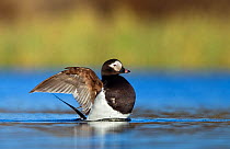 Long-tailed duck ( Clangula hyemalis ) mae in summer plumage flapping wings, on water. Iceland, May 2010