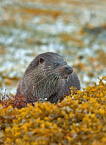 Otter (Lutra lutra) male on seaweed covered coastline, eating fish, Mull, Scotland. October