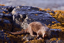 Otter (Lutra lutra) male on seaweed covered coastline, eating Lamprey (Petromyzones) Mull, Scotland. October