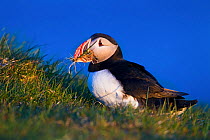 Puffin (Fratercula arctica) standing on cliff, collecting nesting material, Iceland. June