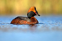 Slavonian grebe (Podiceps auritus) portrait on water in summer plumage. Iceland. May