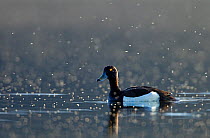 Tufted duck (Aythya fuligula) drake on water with Midges (Chironomidae) Iceland. June