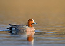 European Wigeon (Anas penelope) drake swimming on water, with reflections. Iceland, May