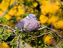 Woodpigeon (Columba palumbus) perched on branch. Yorkshire, England, May