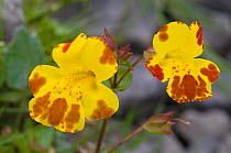 Blood-drop-emlets / Monkey musk (Mimulus luteus) close-up of two flowers, Upper Teesdale, Co. Durham, UK, June