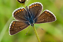 Brown Argus butterfly (Aricia agestis) basking on plant stem with wings open, Bedfordshire, England, UK, July
